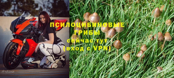 сатива Абинск